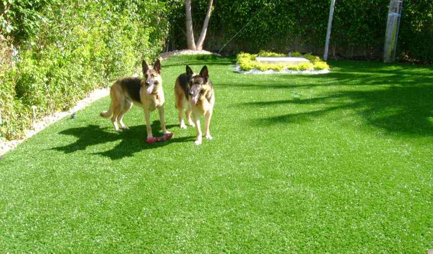 10 Best Artificial Grass Options For Dogs