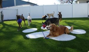 5 Facts To Know About Fake Grass For Pets