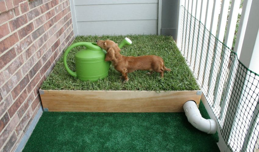 Why Astroturf For Dog Potty