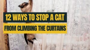 12 Ways To Stop A Cat From Climbing The Curtains