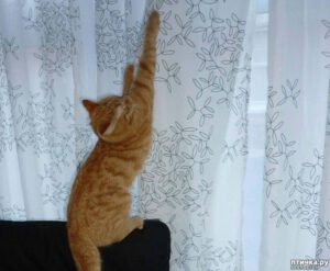 12 Ways To Stop A Cat From Climbing The Curtains