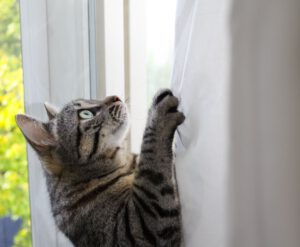 Why Cats Climb Curtains and Scratch the Sofa?
