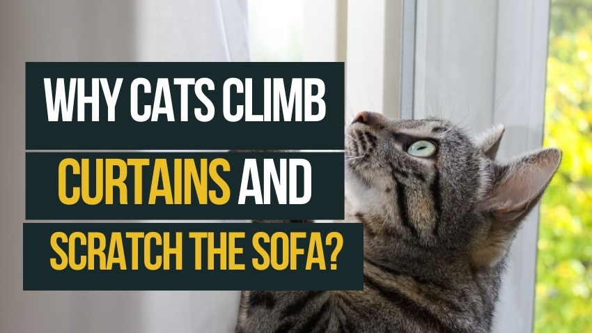 Why Cats Climb Curtains and Scratch the Sofa