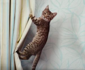 How to keep cats from scratching drapes hotsell