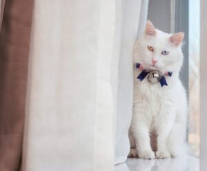 5 best cat proof curtains