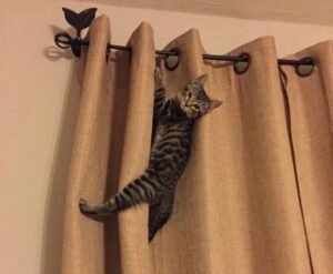 sunbrella cat proof curtains