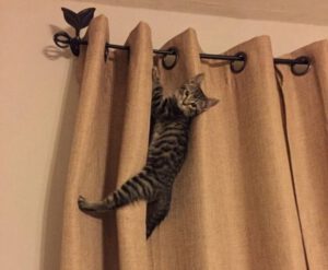 How to stop cat scratching clearance curtains