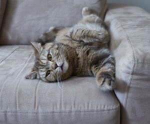 Why Cats Climb Curtains and Scratch the Sofa?