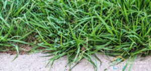 Life Cycle Of Crabgrass Weed