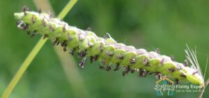 Lifecycle Of Dallisgrass Weed