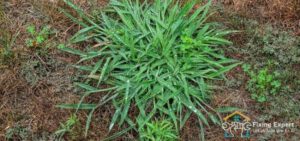 What Is Crabgrass