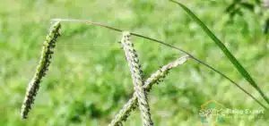 What is Dallisgrass