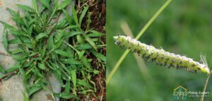 crabgrass vs dallis grass