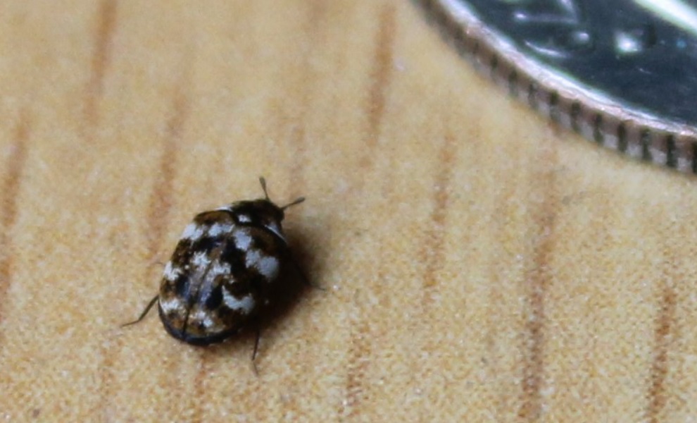 How To Get Rid Of Carpet Beetles? 100% Working Tips - 2024