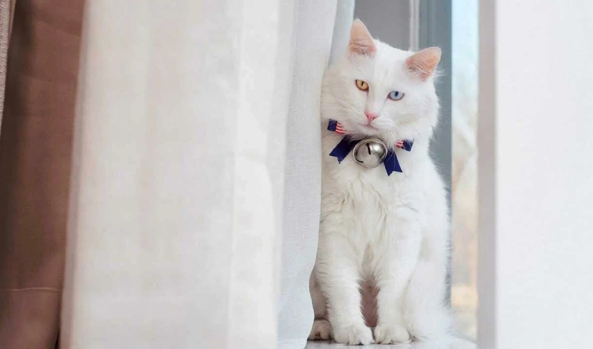 8 Best Curtain Options for Homes with Cats