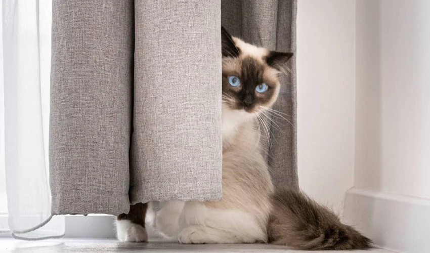 Curtains Alone Will Not Stop Cat Behavior