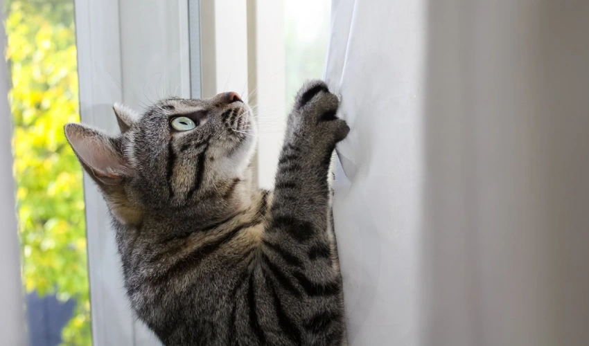 What Makes Curtains Cat-Proof