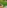 Artificial Grass