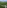 Artificial Grass