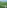 Artificial Grass