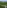 Artificial Grass