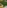 Artificial Grass